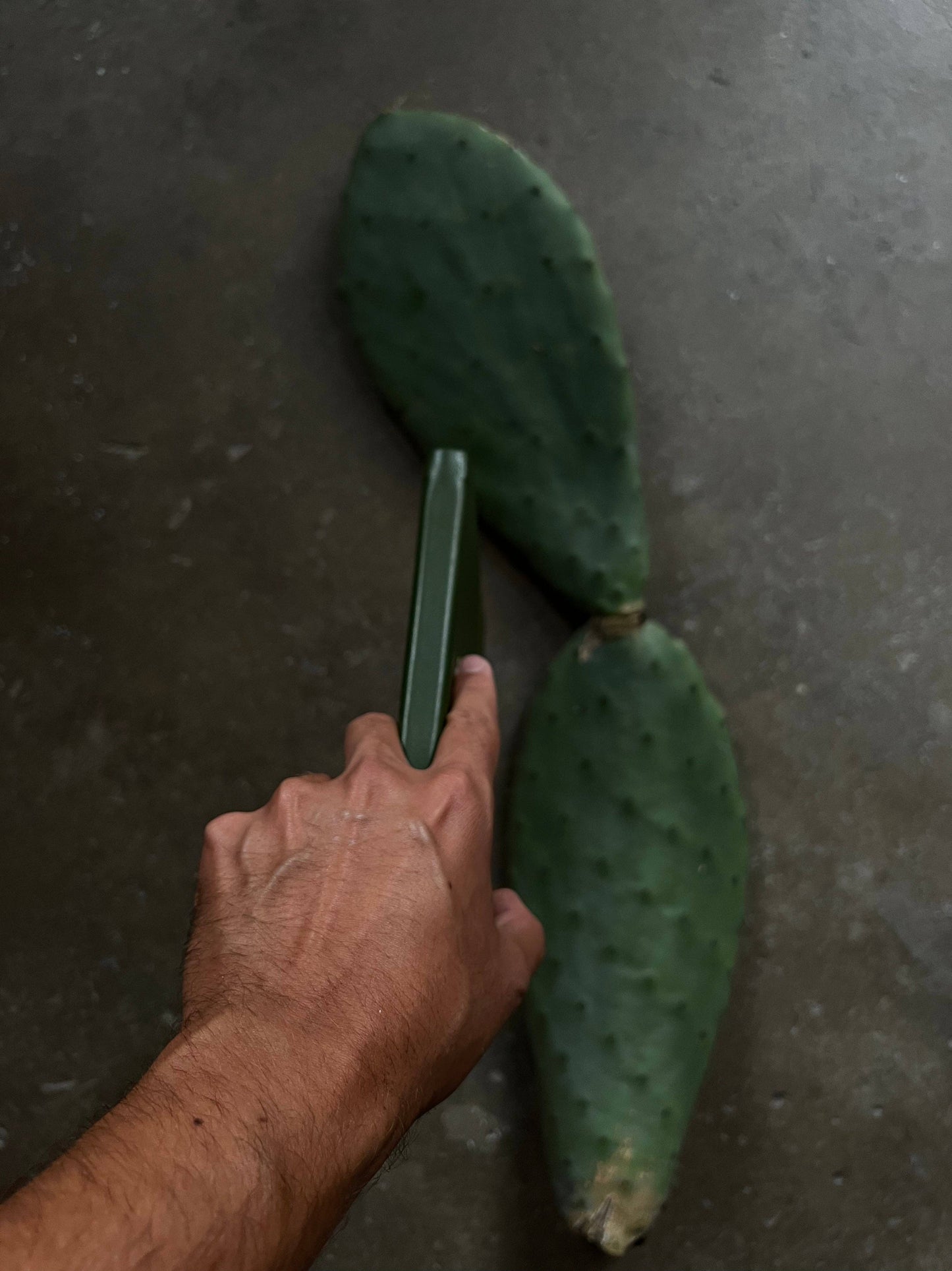 VITAL - VITAL Green Cactus Leather Lined Journal