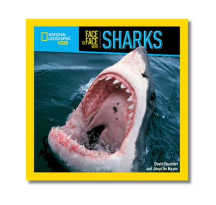 Face to Face with Sharks