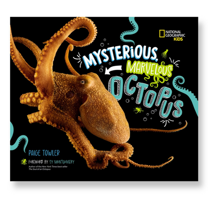 Mysterious, Marvelous Octopus!